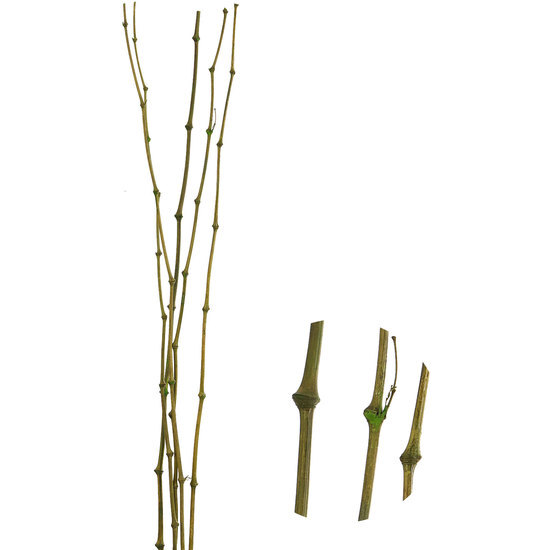 Comprar Caña Bambu Verde Juego De 5