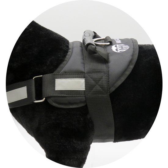 ARNÉS REFORZADO CON RELLENO PARA PERRO -TALLA S-M - VALENCIA
