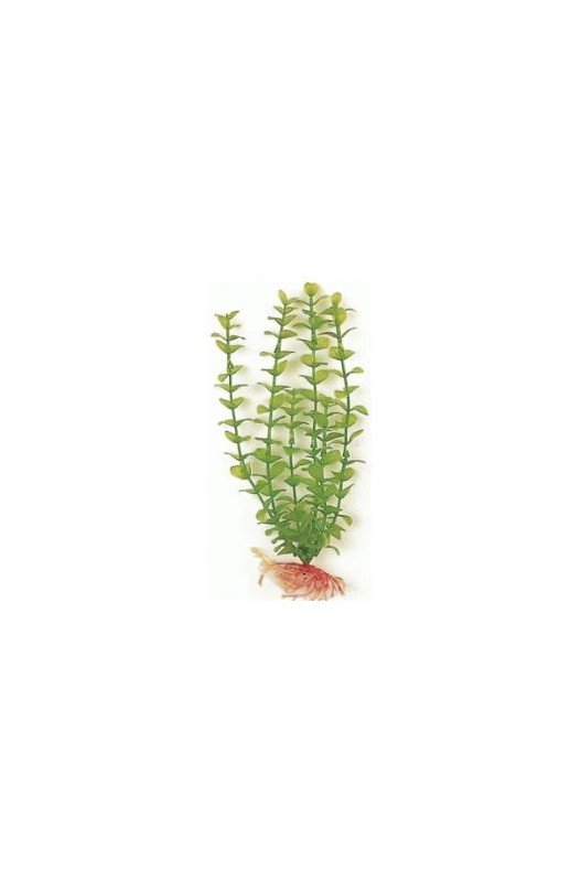 Comprar Green Bacopa 20 Cm. Planta Acuario