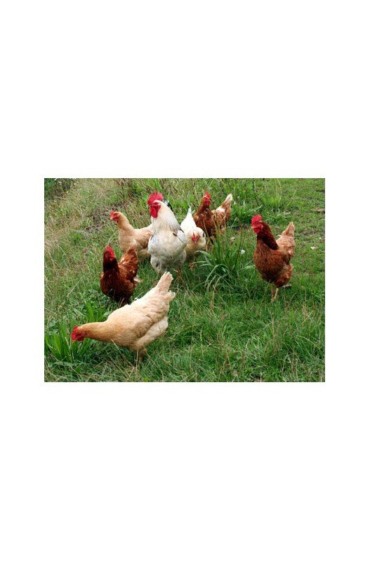 AVES DE CORRAL 35 KG. CAMPERAS Herben